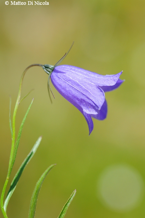 un po'' di flora dal Gavia